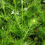 Nigella damascena Leaf