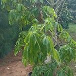 Ceiba pentandra 葉