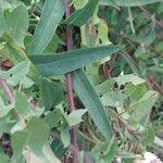 Digitalis lanata Leaf