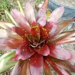 Neoregelia farinosa Fuelha