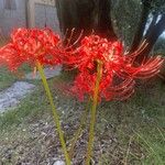 Lycoris radiata Flor