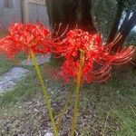 Lycoris radiata Blomst