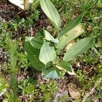 Polygonatum odoratum Ліст