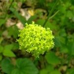 Smilax herbacea Floare