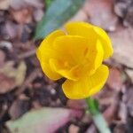 Sternbergia luteaFlower