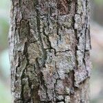 Erythroxylum laurifolium Bark