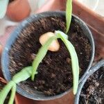 Rhipsalis micrantha Flower