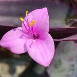 Tradescantia pallidaÇiçek