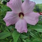 Hibiscus laevisFlor