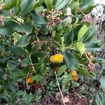 Arbutus andrachne फल