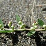 Indigofera linifolia Фрукт