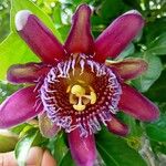 Passiflora ambigua Flower