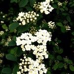 Spiraea cantoniensis花