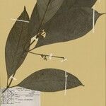Rudgea stipulacea Leaf