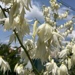 Yucca gloriosaFlor