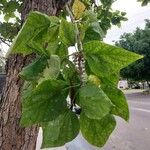 Catalpa bignonioidesYaprak