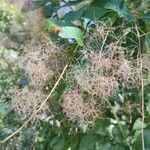 Cotinus coggygriaFrucht