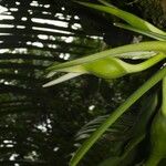 Philodendron rhodoaxis Plod