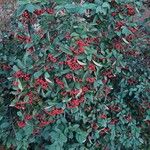 Cotoneaster coriaceus Habit