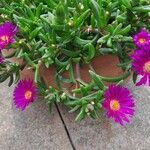 Delosperma sutherlandii Lorea