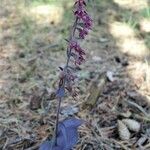 Epipactis atrorubens Habitat