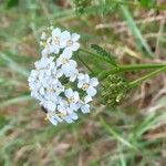 Achillea setacea Květ