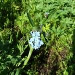 Myosotis arvensis Fleur