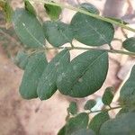 Sclerocarya birrea পাতা