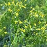 Isatis tinctoria Folla