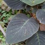 Kohleria amabilis Blad
