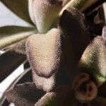 Kalanchoe tomentosa Frunză