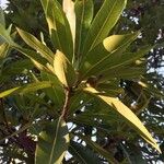 Breonadia salicina Leaf