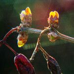 Berberis vulgaris Vrucht