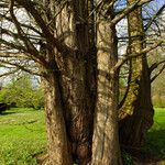 Metasequoia glyptostroboides Kůra