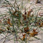 Carex pumila Hábito