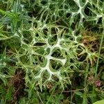 Eryngium bourgatii Blad