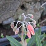 Cotyledon barbeyi 花