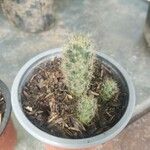 Mammillaria elongata Ліст