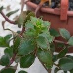 Crassula sarmentosa Leaf