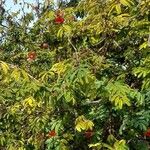 Calliandra tweediei Habit