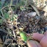 Vicia disperma 果