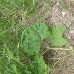 Cucurbita moschataFlower