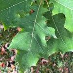 Quercus texana Yaprak