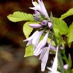 Hosta plantaginea Агульны выгляд