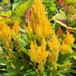 Celosia argenteaFlower