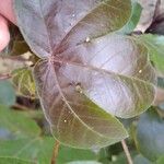 Jatropha gossypiifolia Folio