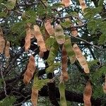 Albizia harveyi Плод