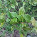 Cotoneaster obscurus Hoja