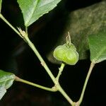Cleidion castaneifolium Fruit