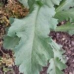 Papaver somniferum Blatt